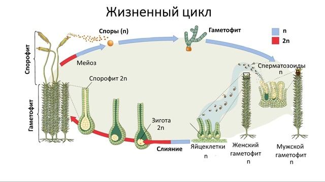 12.2 Размножение и развитие - растения (9 или 10-11 класс) - б