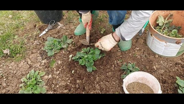 626.  КЛУБНИКА ВЕСНОЙ.  Уход