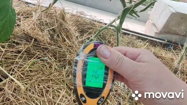 4-я обработка от вируса курчавости. Биореактор для бол?