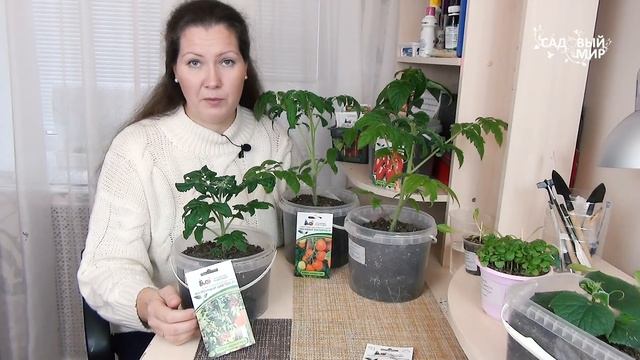 ОТ РЕДИСКИ ДО ПЕТУНИИ:  мой зимний мини-сад на окошке. З