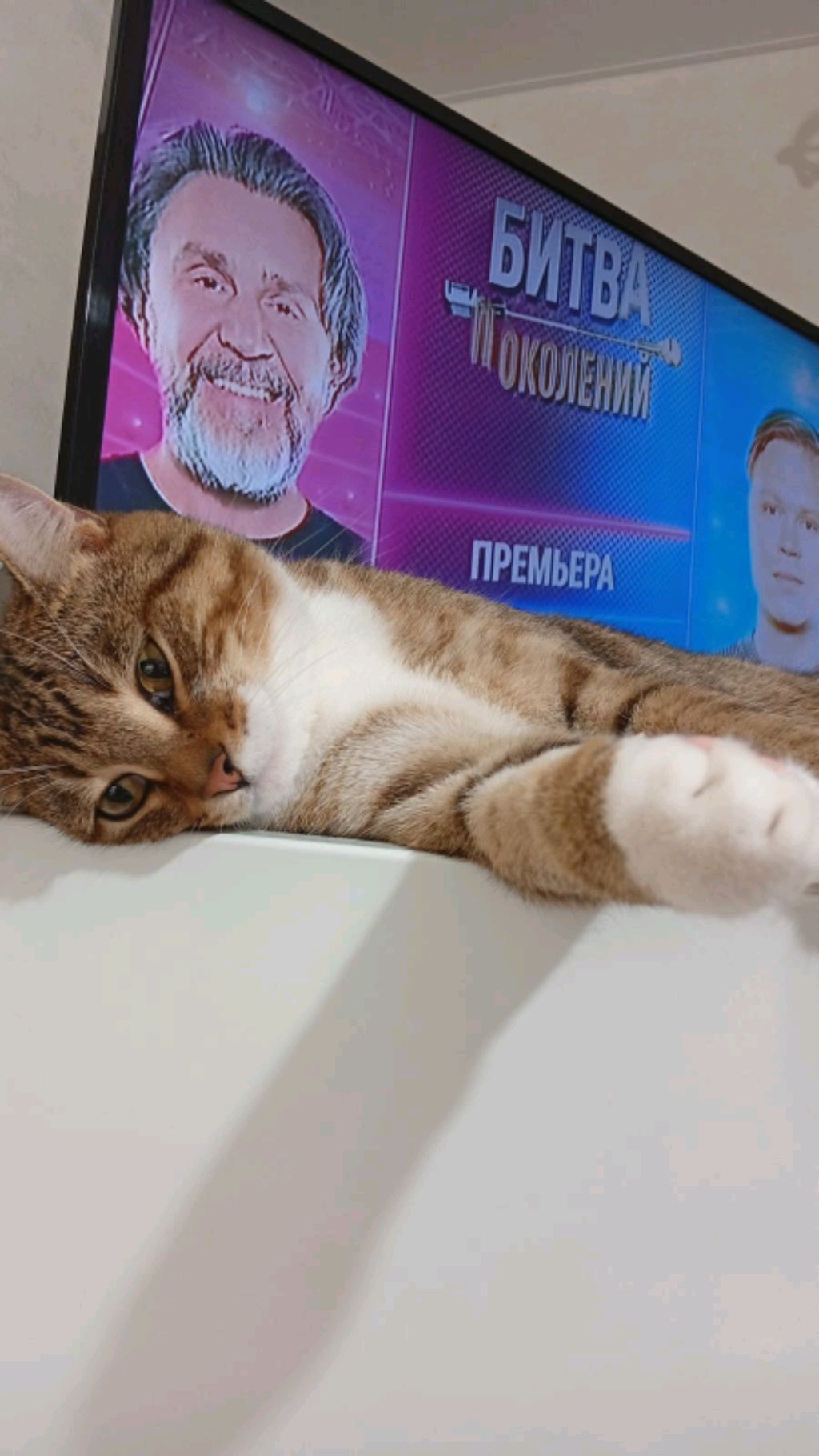 Стрим с котом