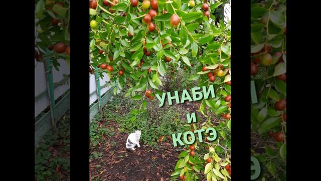 Унаби. Русский финик