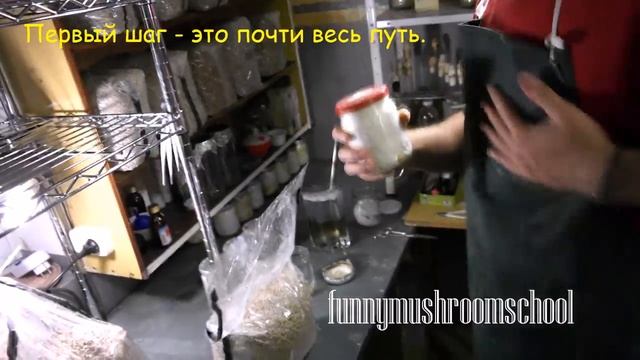 Техника посева мицелия вешенки нулевой генерации