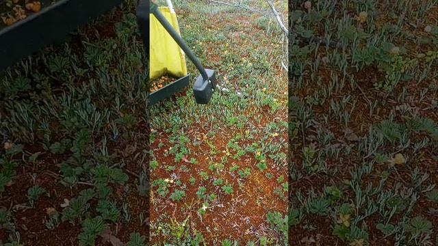 сбор морошки стоя ковшиком с подрезным от сбора ягод?