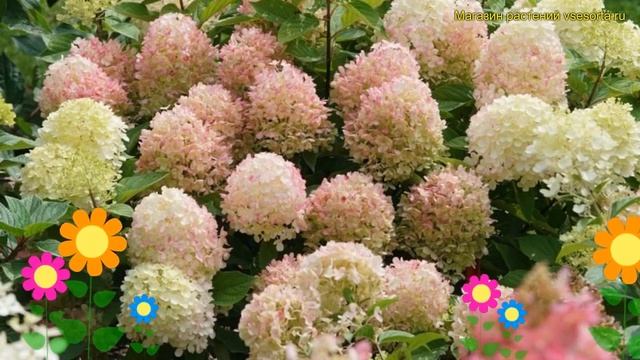 Гортензия метельчатая. Краткий обзор, описание Hydrangea Pa