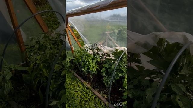 19 августа. Обзор огорода и зоны с пластиковыми бутылка