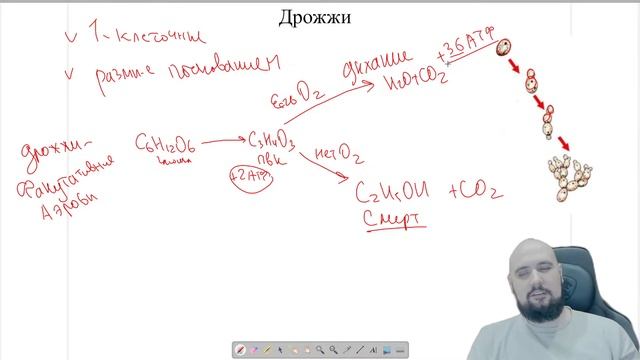ГРИБЫ и ЛИШАЙНИКИ для ЕГЭ |Ботаника| ЕГЭ БИОЛОГИЯ 2025|Free