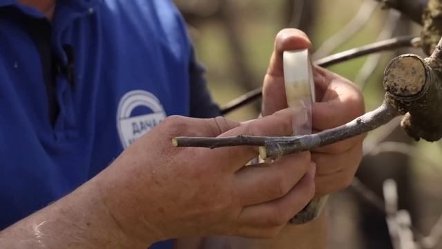 Освойте мастерство перепрививки и сравните наши резу?