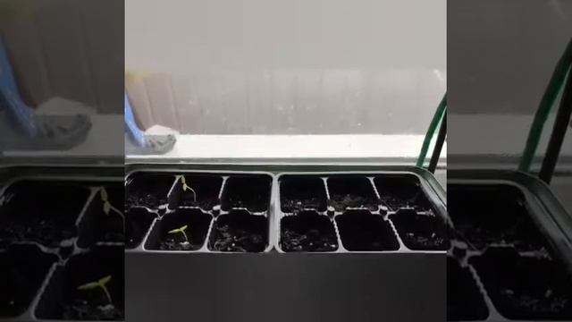 Баклажаны не взошли 🥲 #баклажаны #огородвдеревне #мои