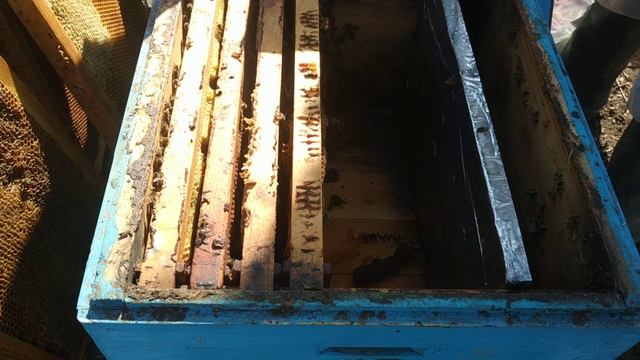 Как быстро определить наличие матки в семье.