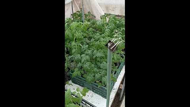 Закаливание рассады перед высадкой в грунт. Ждём тепл?