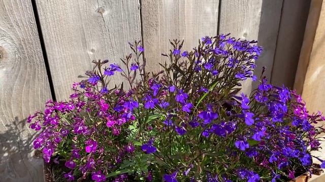 В сентябре в деревню. Цветы в огороде.