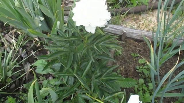 Пионы с непростой судьбой... как правильно посадить пи?