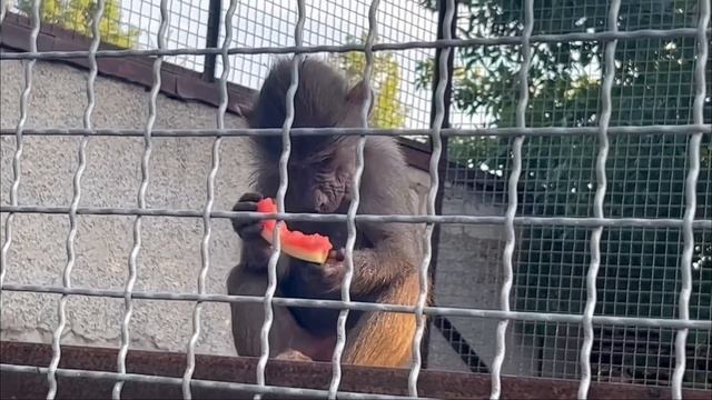 Гамадрил Люська - звезда 