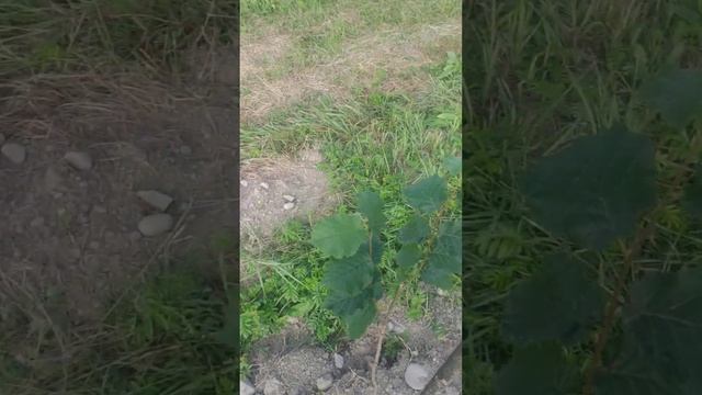 Фундук в Закарпатті, літня посадка фундука на ведмежо?