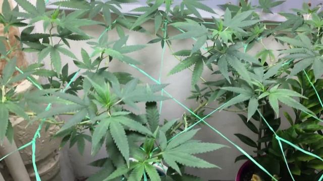 Выращивание Марихуаны семена не феминизированные White