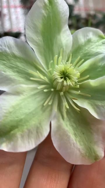 Моя февральская радость . Клематис .