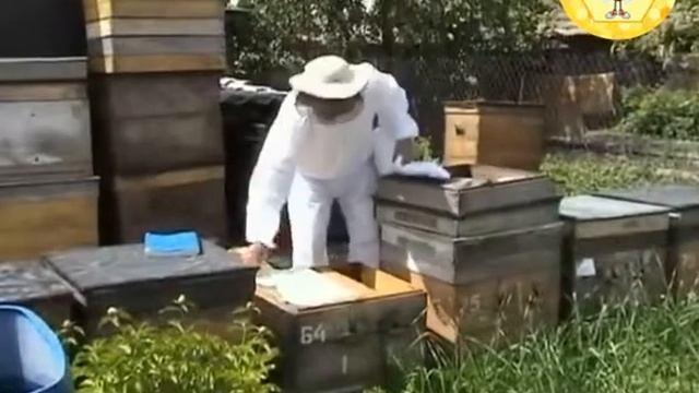 Деление на пол лета