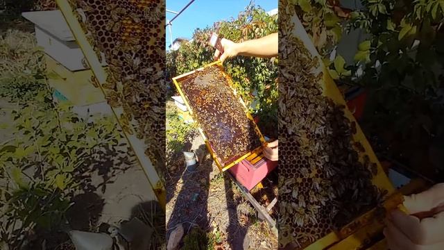 6 рамочный улей на рамку Рут. 23 сентября 2024. #hive #пчелово