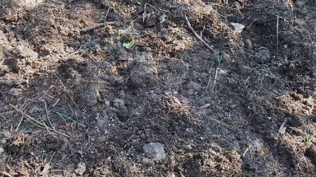 Июль посев зелени и фасоли ( укроп , руккола, шпинат , ки