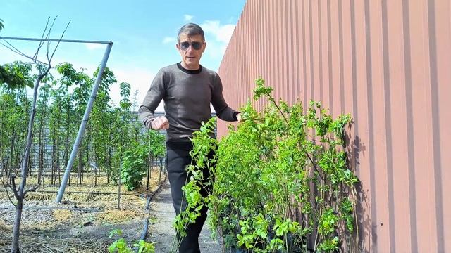 Как вырастить голубику