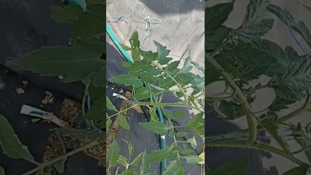 Посынкование и формировка томатов в реальном времени