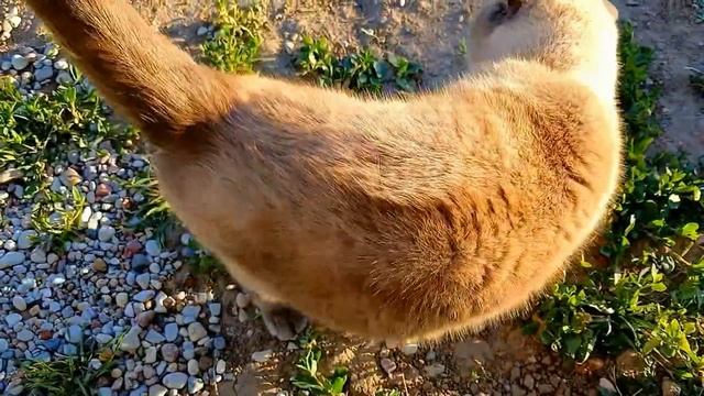 C82d00baa251eaf231fa4fe46b3c8193