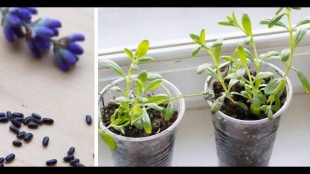 Лаванда. Посадка і догляд у відкритому грунті і в дома?