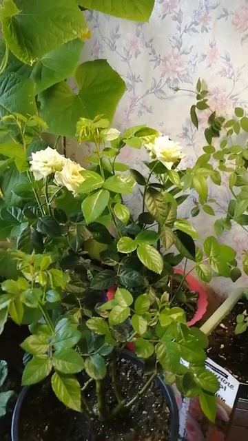 Роза МИМИ ЭДЕМ от Семена Алтая