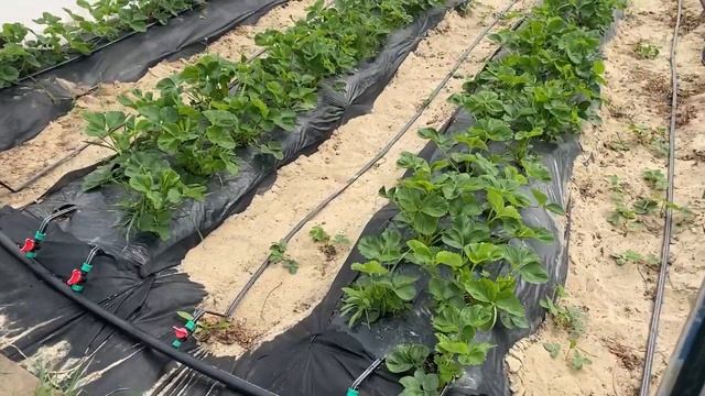 Состояние клубники на 10.05.2025