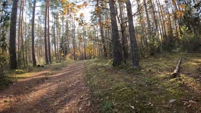 Прогулки по лесу | Дубоклен осенью. Деревце, которое пы