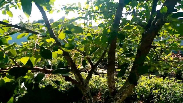 Как Обрезаю🍒🍒🍒 ВИШНИ после Плодоношения что бы был