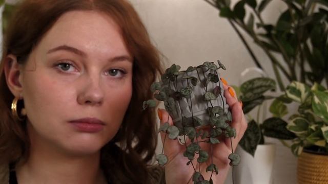 НЕ СКУЧНЫЕ РАСТЕНИЯ для Junior + цветочника | ПОДОЙДУТ для