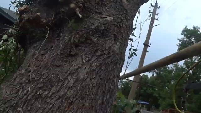 Спилить аварийное дерево Ясень с дуплом