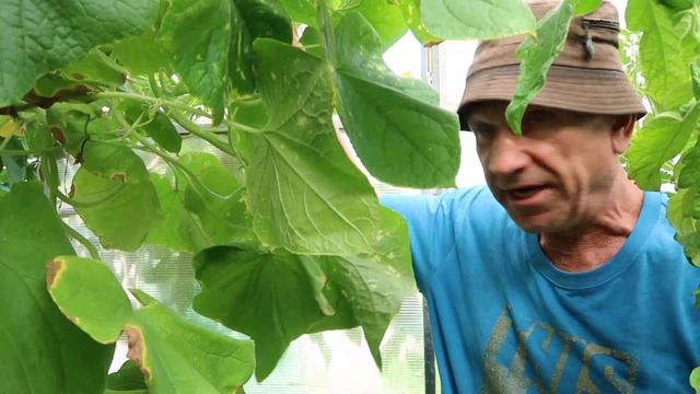 Сорта огромных томатов для теплицы