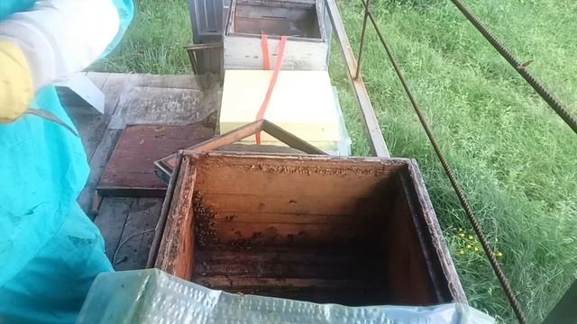 привёз пчеломаток из НИИ пчеловодства. результат подс