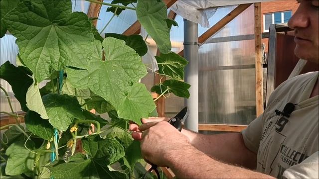 Как ИЗБАВИТЬСЯ от паутинного КЛЕЩА в теплице. Чем ОБРА