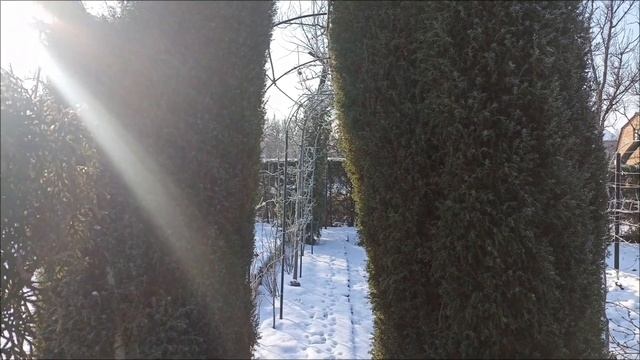 Вечнозелёные и топиарные стрижки в зимнем саду. Дача с