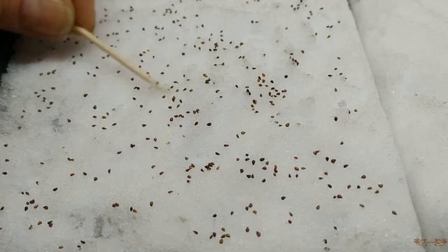 Земляника из семян - это просто. Очень любит земляника