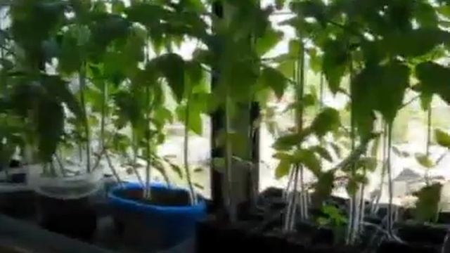 сажаем помидоры. Сроки посева семян на рассаду