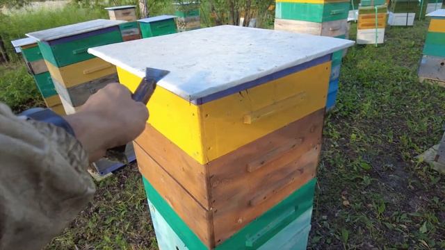 Последние дни медосбора в этом сезоне, Пасека Старчев?