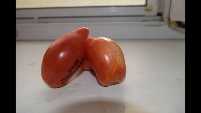 Самый лучший томат в мире 2023 г.!Высокоурожайный и слад?