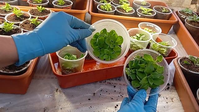 C9ec3adfe14cdf1fba676d2ac25ae293