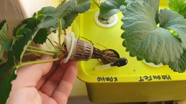 Гидропоника, ошибки которые она не прощает.