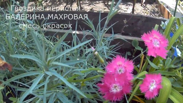 Цветы 2021. Какими они получились.