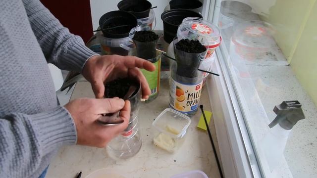 Семена прорастают очень быстро, простой способ. Прове?