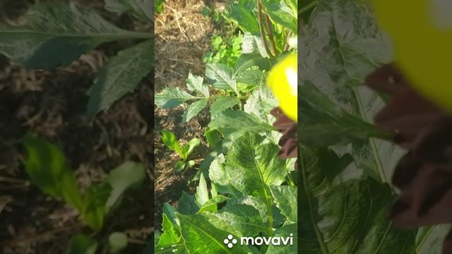 1f7ec08f4ce100b9adb88b85570cefce