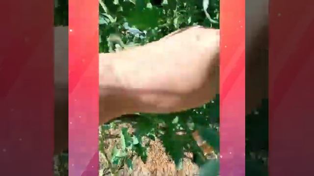 Томаты, устойчивые к фитофторе