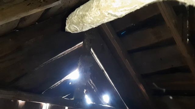 Уничтожил гдездо шершней на чердаке дома
