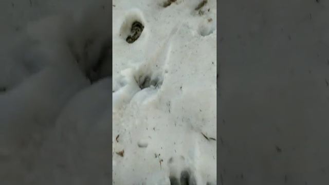 мое пчеловодство в Удмуртии.